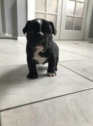Awesome French Bulldog Puppies Available