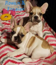 French Bulldog Puppies CKC
