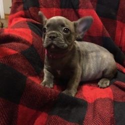 akc french bulldog puppies available
