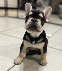 3 month French Bulldog puppy