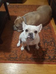 AKC French bulldog 18 month never been breed.