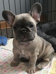 Akc registered French puppy