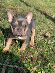Potty Trained French Bulldog puppies