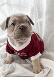 Rome – AKC French Bulldog male pup for sale in Houston, Texas