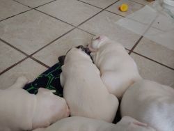 French Bull Dog Puppies