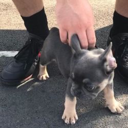REGISTERED FRENCHIE PUPPIES.