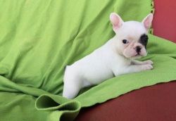 French bulldog for free