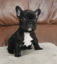 French puppies is ready for new homes