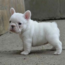 Beautiful French Bulldogs Pupies For Sale
