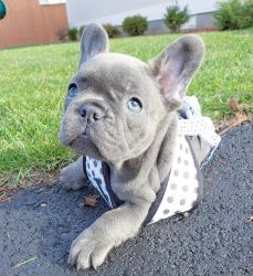 Male and Female French Bulldog Pups