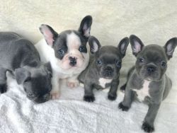 French Bhulldog Puppies