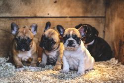 French Bulldogs for sale, Pug puppies for sale