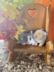 Adorable baby bunnies need homes!