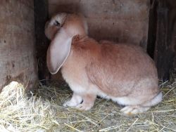 French lop bunny