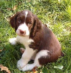 French Spaniel puppies for sale