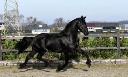 Friendly Friesian Stallion ( Jacob ) Horse