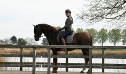 Friesian 9 Years Old to 16.2hh