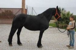 Friesian Horse for Sale(xxx) xxx-xxx2