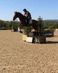 Fantastic Dressage horse/Top Level Riding Club/Eventer