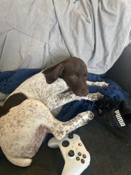 6 month old German Short Haired Pointer