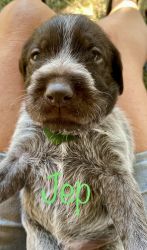 German wirehaired pups