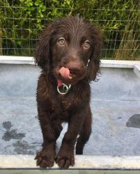 German Longhaired Pointer For Sale