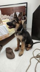 Vaccinated 3 month GSD