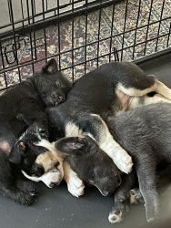 Ihave 6 puppies