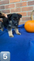 German Shepard puppies looking for a loving home