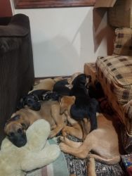 Shepherd-dane pups. 12 weeks, shots and wormed. 325.00