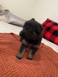German Shepard/Lab Mix Puppies FOR SALE!
