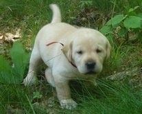 Gorgeous Labrador Pups for Adoption