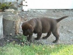 Male Chocolate Labrador