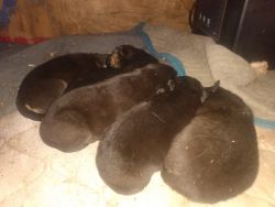 Beautiful German Shepherd puppies born January 8th two girls four boys