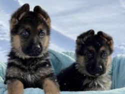 Dallas, TX: Pure German Shepard Puppies