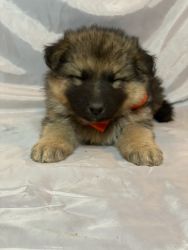 Beautiful German Shepard pups Available