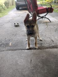 4 month old German Shepard puppy