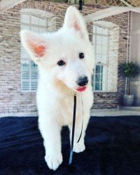 Berger Blanc Suisse Puppies Male and Female Available