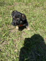 Full-blooded puppies for sale