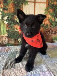 All Black German Shepherd Puppy - Top Bloodlines
