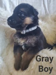 AKC GSD puppies