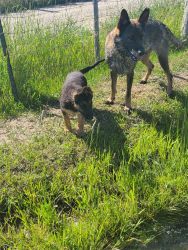 AKC Registered Purebred German Shepherd pup