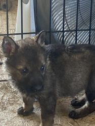 German Shepherds puppies for sale