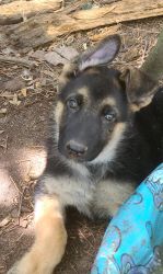 German Shepherd Pups AKC Registered