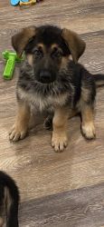 German shepherd pups for sale ( female )