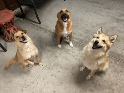 3 Friendly German Shepard Mix Dogs-Free Need New Home