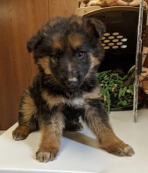 German shepherd puppies available for sale