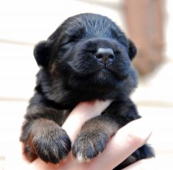 Long Coat German Shepherd Puppies for Sale