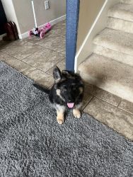 Great puppy looking for new home