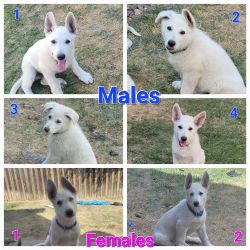 German Shepard Pure Breed puppies for sale
